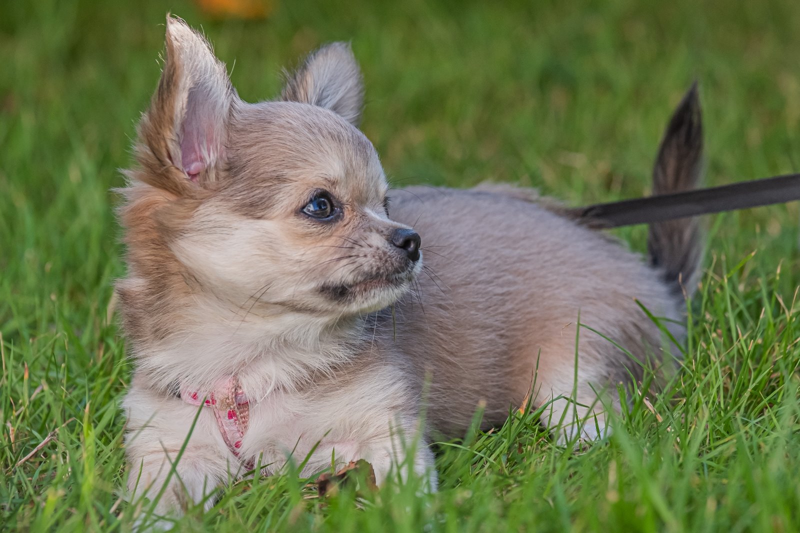 Read more about the article Hunde